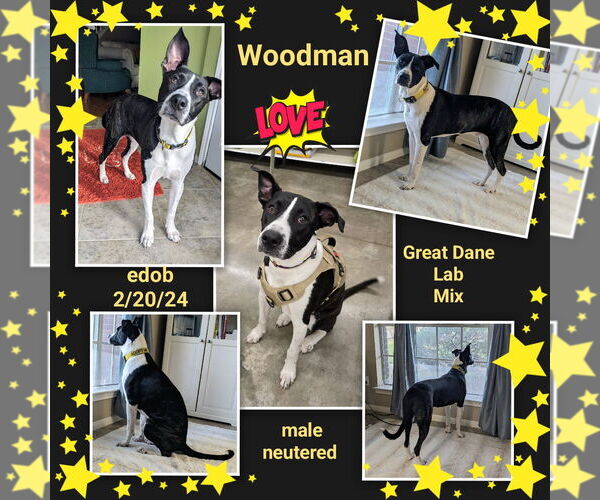 Medium Photo #3 Great Dane-Labrador Retriever Mix Puppy For Sale in Missouri City, TX, USA