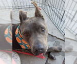 Small #8 American Pit Bull Terrier Mix