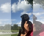 Small #16 Labrador Retriever
