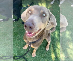 Unknown-Weimaraner Mix Dogs for adoption in Lakewood, CO, USA