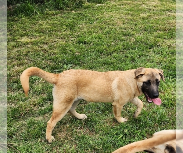 Medium Photo #10 Akita-German Shepherd Dog Mix Puppy For Sale in GRANTS PASS, OR, USA