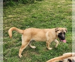 Small Photo #10 Akita-German Shepherd Dog Mix Puppy For Sale in GRANTS PASS, OR, USA
