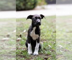 AGGIE - Female Mutt Dog for Adoption - Small photo