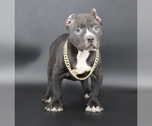 American Bully Puppy for sale in CHAMPAIGN, IL, USA