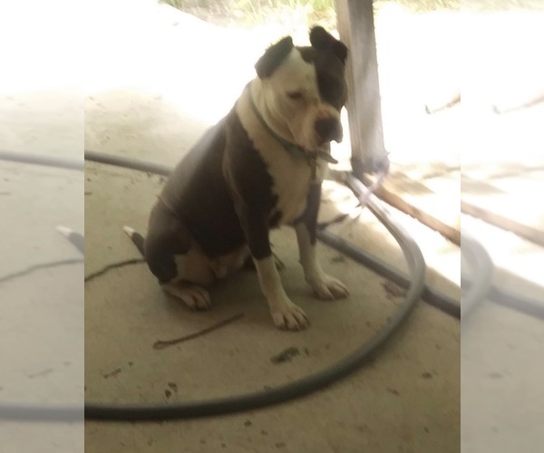 Medium Photo #6 American Bulldog Puppy For Sale in MACON, GA, USA