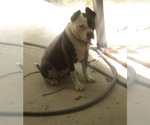Scooby - Male American Bulldog Dog for Adoption - Photo #6