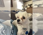 Small #2 Maltese