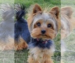 Small Photo #1 Morkie Puppy For Sale in SPRAGUE, CT, USA