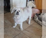 Small #2 Lhasa Apso
