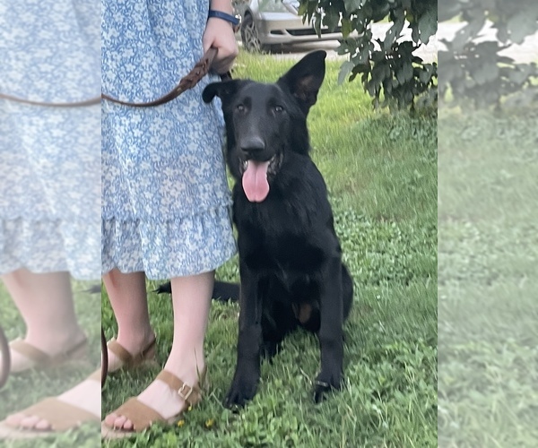 Medium Photo #3 German Shepherd Dog Puppy For Sale in WACO, TX, USA