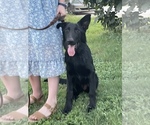 Small #2 German Shepherd Dog