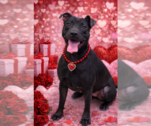 Sammy - Female Mutt Dog for Adoption - Photo #2