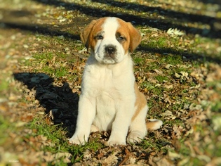 Saint Bernard Puppy for sale in YPSILANTI, MI, USA