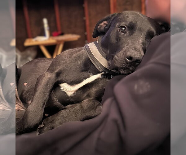 Medium Photo #4 Mutt Puppy For Sale in Fargo, ND, USA
