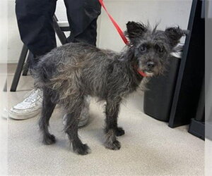 Miniature Schnauzer-Unknown Mix Dogs for adoption in Long Beach, CA, USA