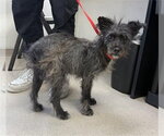 *NAVI - Male Miniature Schnauzer-Unknown Mix Dog for Adoption - Small photo