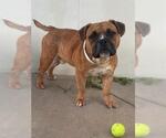 Small American Staffordshire Terrier