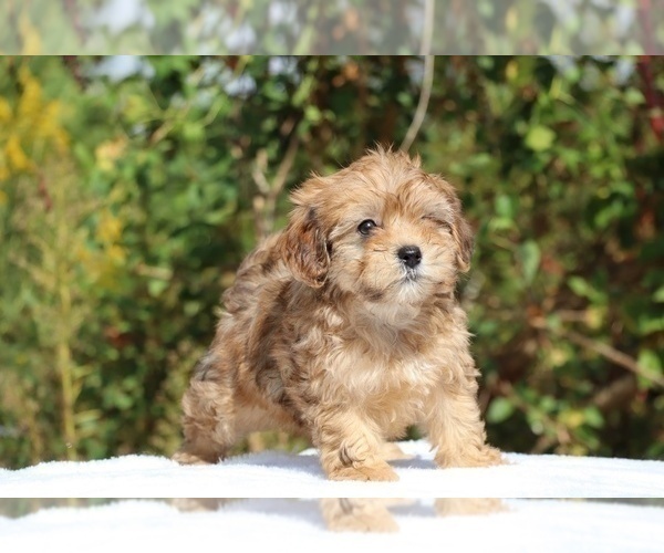 Medium Photo #1 ShihPoo Puppy For Sale in DYERSBURG, TN, USA