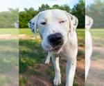 Small #5 Great Dane-Labrador Retriever Mix