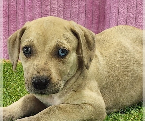 Medium Photo #1 Catahoula Leopard Dog Puppy For Sale in CUMBY, TX, USA