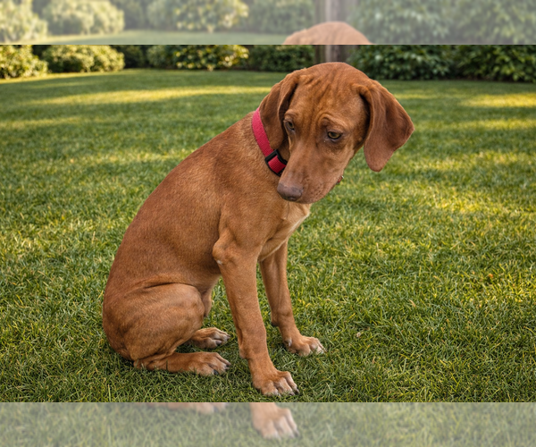 Medium Photo #2 Rhodesian Ridgeback Puppy For Sale in HIGHLANDS, TX, USA