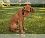 Small #1 Rhodesian Ridgeback