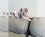 Small #2 English Bulldog