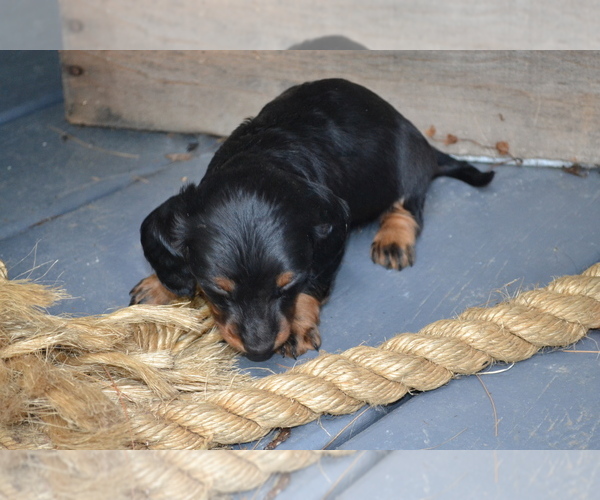 Medium Photo #2 Dachshund Puppy For Sale in GREENWOOD, WI, USA