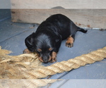 Small Photo #19 Dachshund Puppy For Sale in GREENWOOD, WI, USA