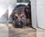 Small Photo #175 German Shepherd Dog Puppy For Sale in LA FAYETTE, NY, USA