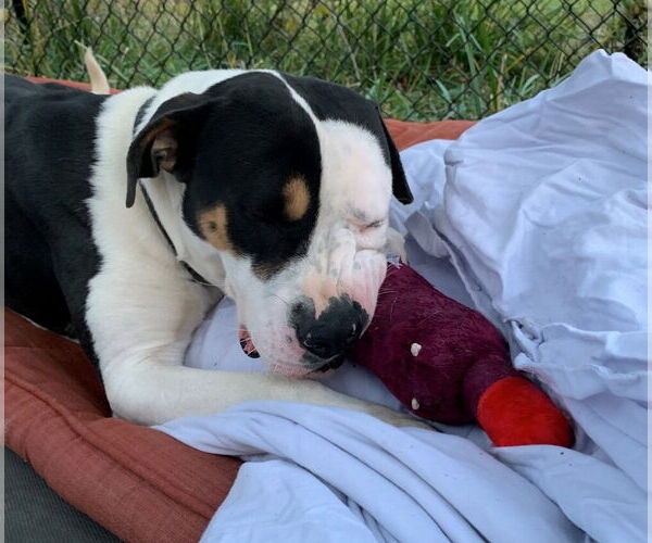 Medium Photo #2 Labrador Retriever-Unknown Mix Puppy For Sale in Elmsford, NY, USA