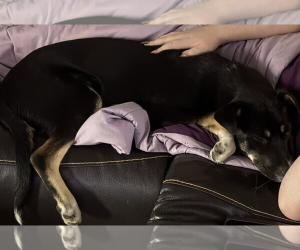Medium Photo #10 Mutt Puppy For Sale in Fenton, MO, USA