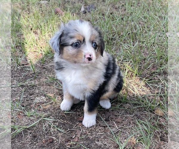 Medium Photo #2 Miniature Australian Shepherd Puppy For Sale in TERRELL, TX, USA