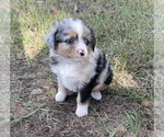 Puppy Merel Dixon Miniature Australian Shepherd