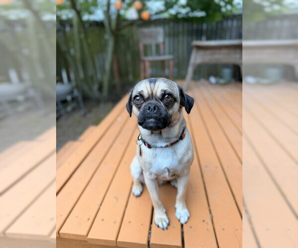 Medium Photo #3 Pug-Unknown Mix Puppy For Sale in Bellevue, WA, USA
