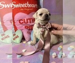Small Photo #8 Pug Puppy For Sale in MOUNT WASHINGTON, KY, USA