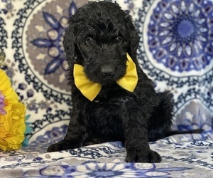 Goldendoodle Puppy for sale in LANCASTER, PA, USA