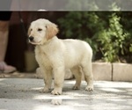 Small Photo #1 Golden Retriever Puppy For Sale in MAGNOLIA, TX, USA