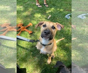 Mutt Dogs for adoption in Derwood, MD, USA