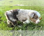Small #3 Miniature Australian Shepherd