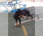 Small Photo #4 Doberman Pinscher-Unknown Mix Puppy For Sale in Apple Valley, CA, USA