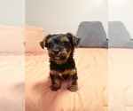 Small Photo #3 Yorkshire Terrier Puppy For Sale in WEST HARTFORD, CT, USA
