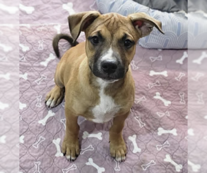 Boxer-Unknown Mix Dogs for adoption in Williamsburg, NM, USA