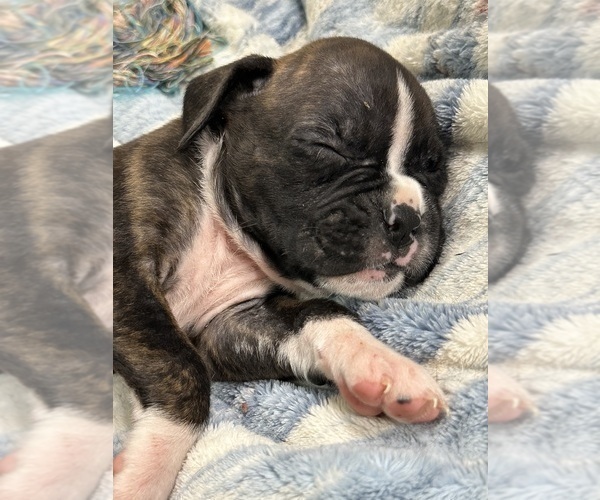 Medium Photo #32 Boxer Puppy For Sale in RALEIGH, NC, USA