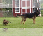 Small #2 German Shepherd Dog