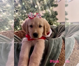 Golden Retriever Puppy for sale in FT LAUDERDALE, FL, USA