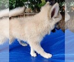 Small Photo #73 Pomsky Puppy For Sale in LOVELAND, CO, USA