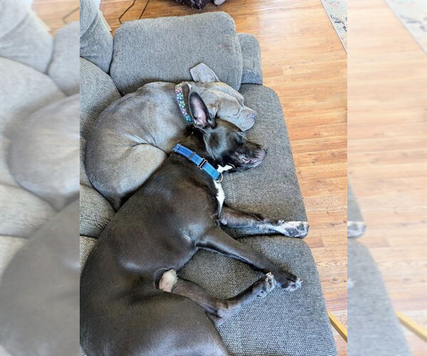 Medium Photo #10 Mutt Puppy For Sale in Gloversville, NY, USA