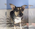Small #4 Australian Shepherd Mix