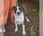 Small #2 American Staffordshire Terrier-Boxer Mix